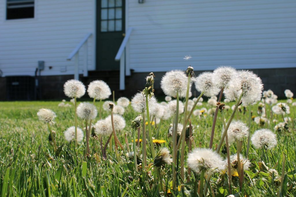 dandelions in a sunny backyard lawn