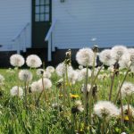 dandelions in a sunny backyard lawn