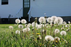dandelions in a sunny backyard lawn