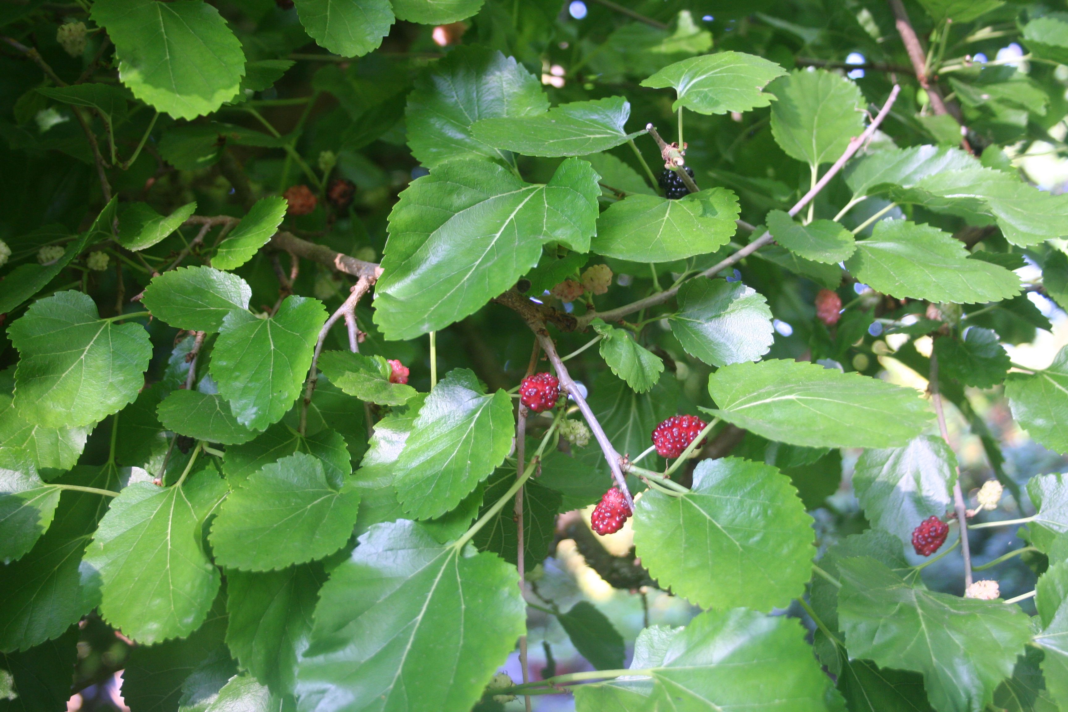 Mulberries IMG_1804