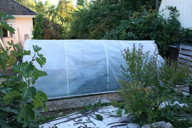 Greenhouse Closed IMG_2982_2