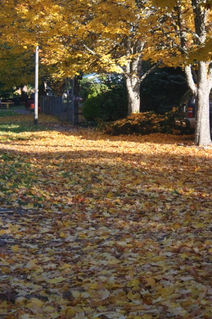 Leaves Fall IMG_3504