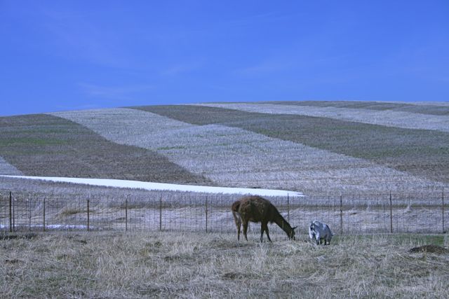 Farm Lama Goat IMG_0026_2