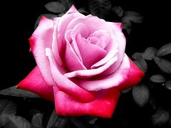 Rose 2264505342_d9318e2fbf_m (2)