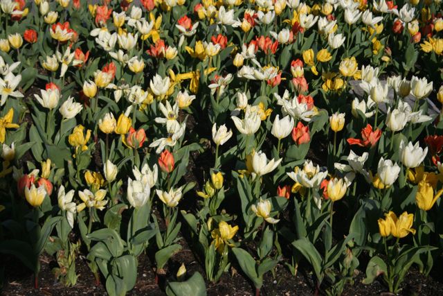 Tulips IMG_5801