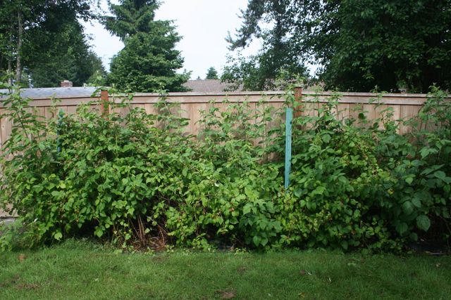 Raspberry Patch IMG_8390