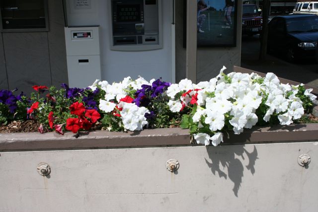 Petunias IMG_8865