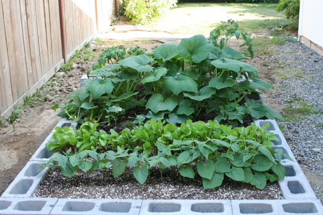 Garden 7-13-09 IMG_9106