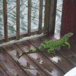 Iguana 2 IMG_2165