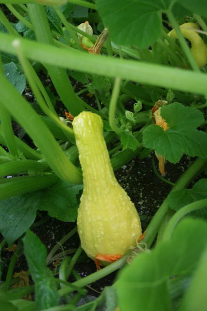 Squash Yellow Crookneck 2 IMG_1573
