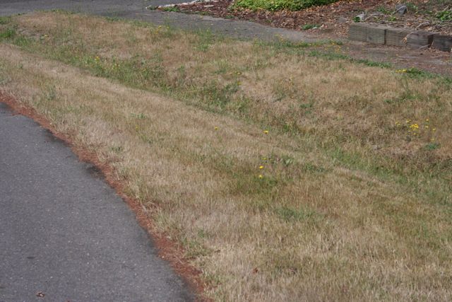 Lawn Yellow IMG_1833