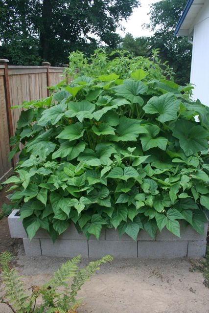 Garden Big IMG_1530