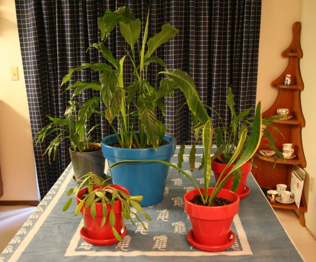 Plants Repotted IMG_2512_2
