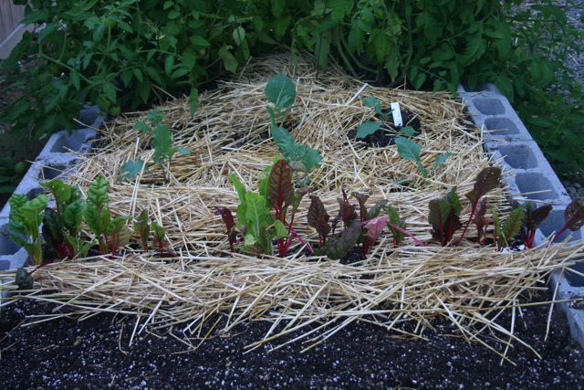 Straw Raised Bed IMG_3991