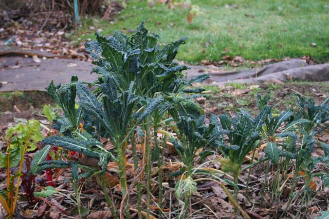 Winter Garden IMG_7812
