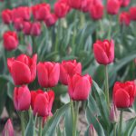 Tulips 251 (2)