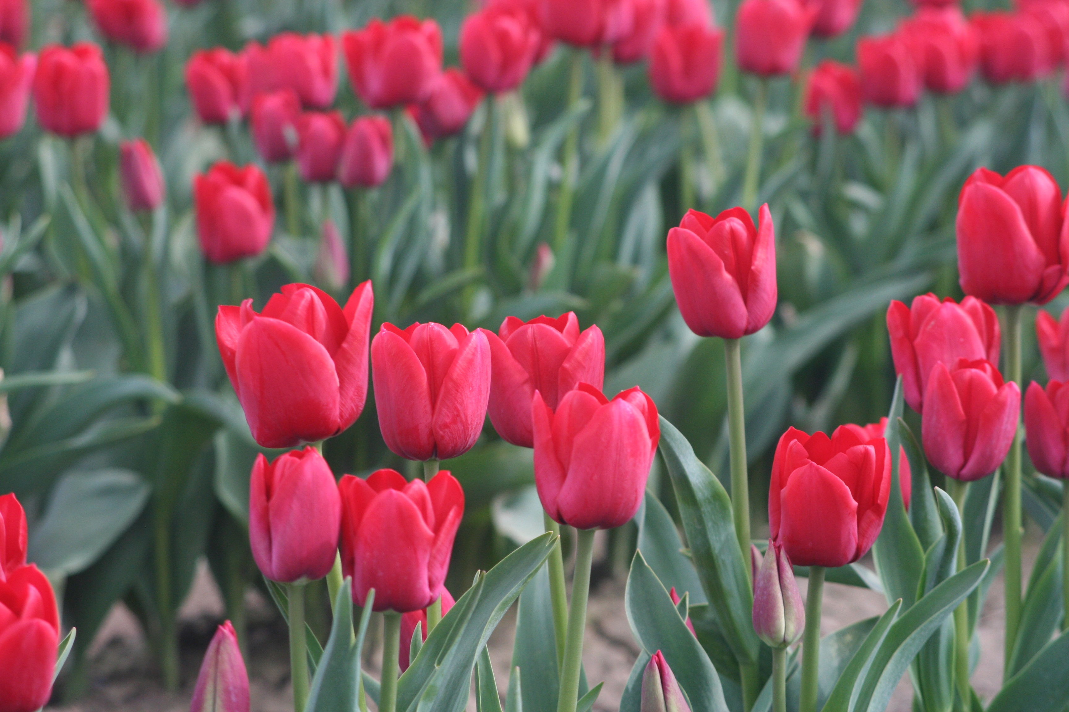 Tulips 251 (2)