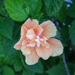 What baby boomers are thinking and writing about Mother’s Day Single Flower 060