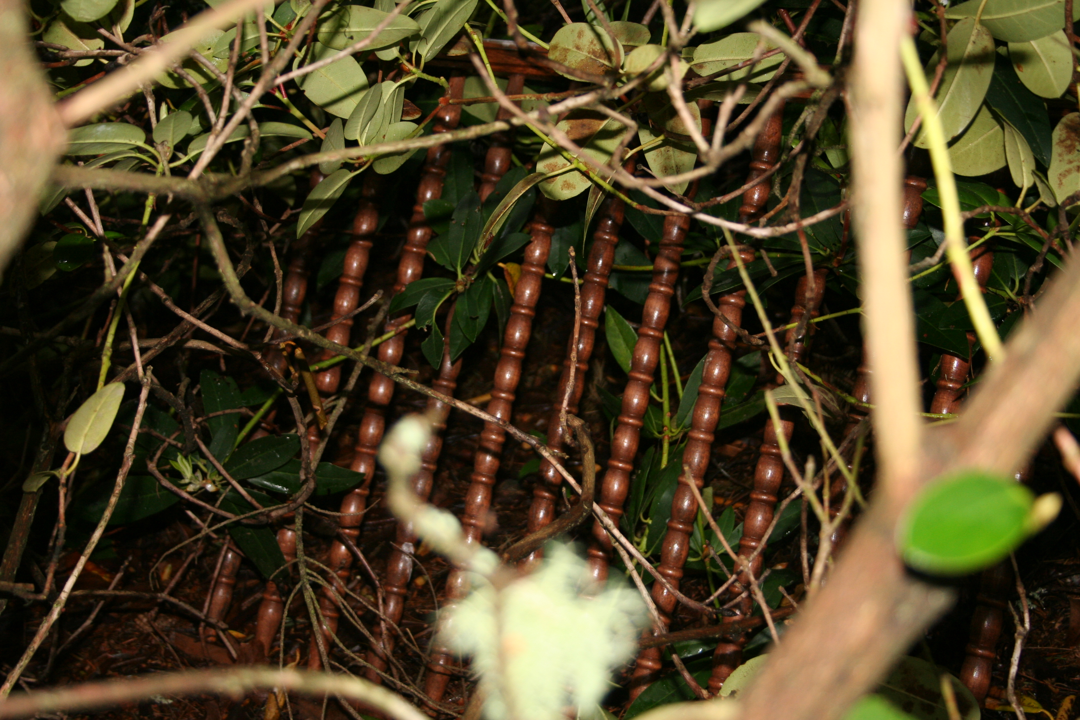 Rhodies Gate