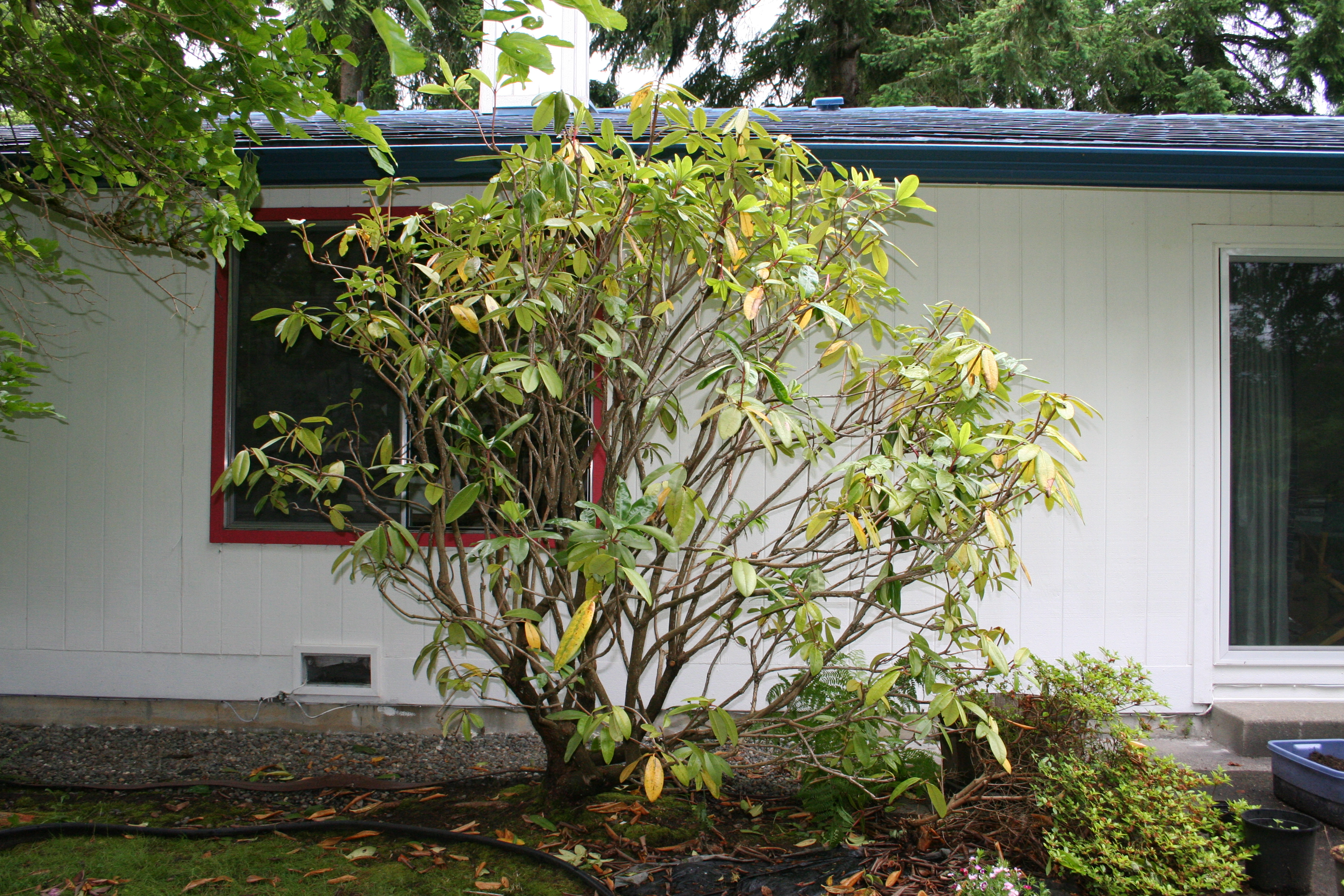 Rhodie Fountain