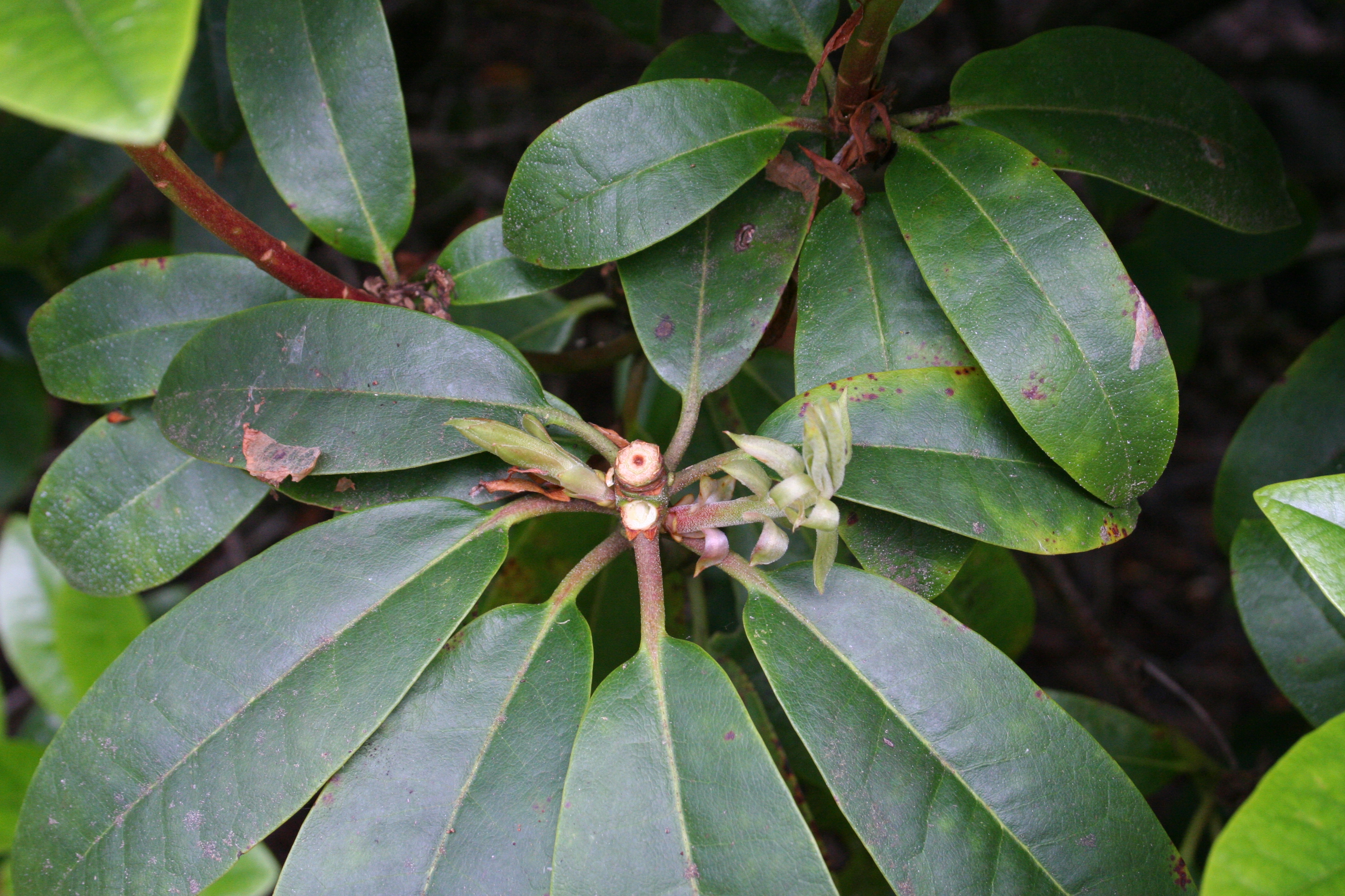 Rhodie Deadheaded