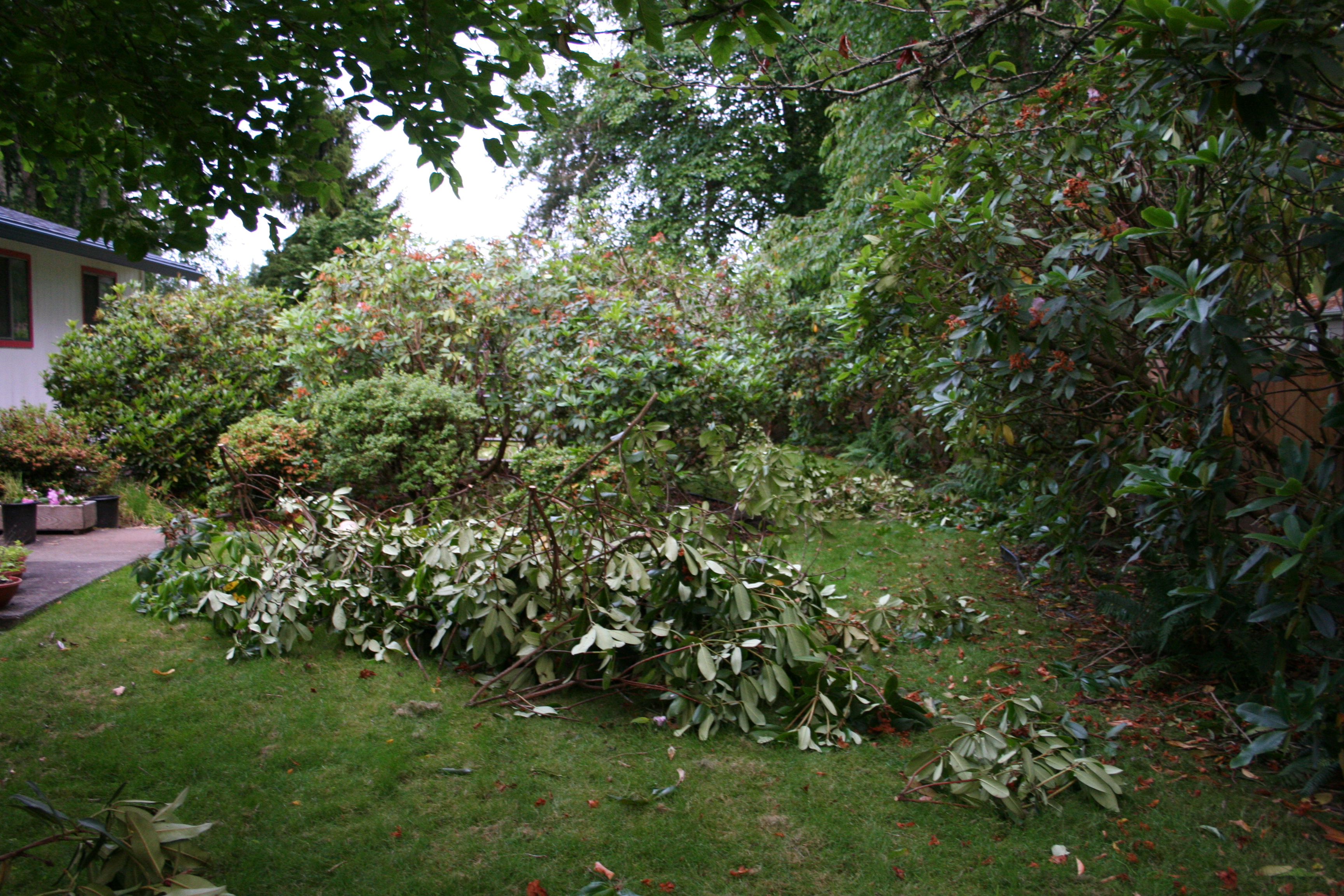 Rhodies spaced
