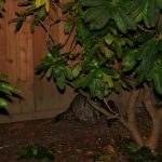 How to keep raccoons out of your yard IMG_6826