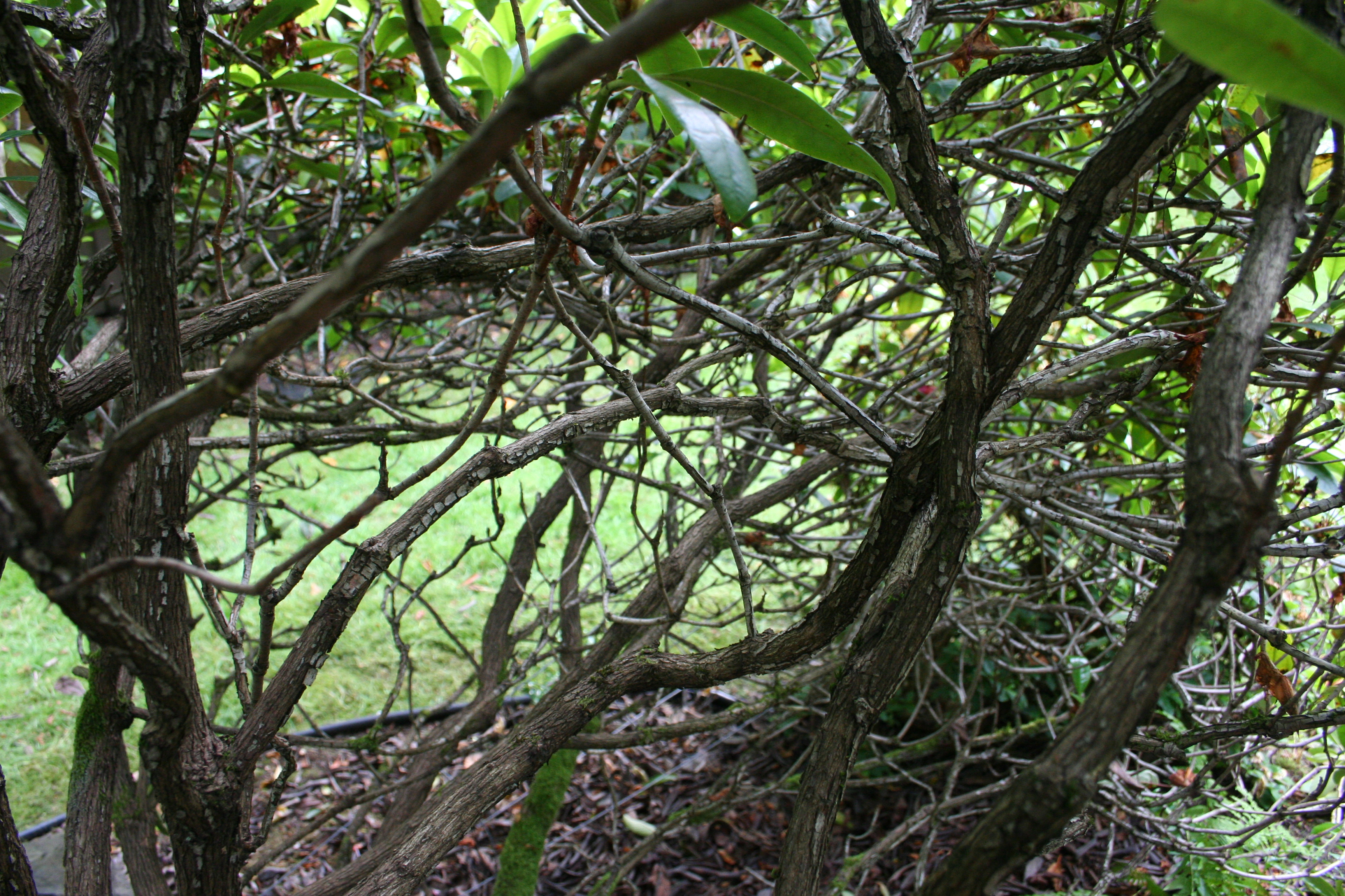 Rhodie Dead Wood