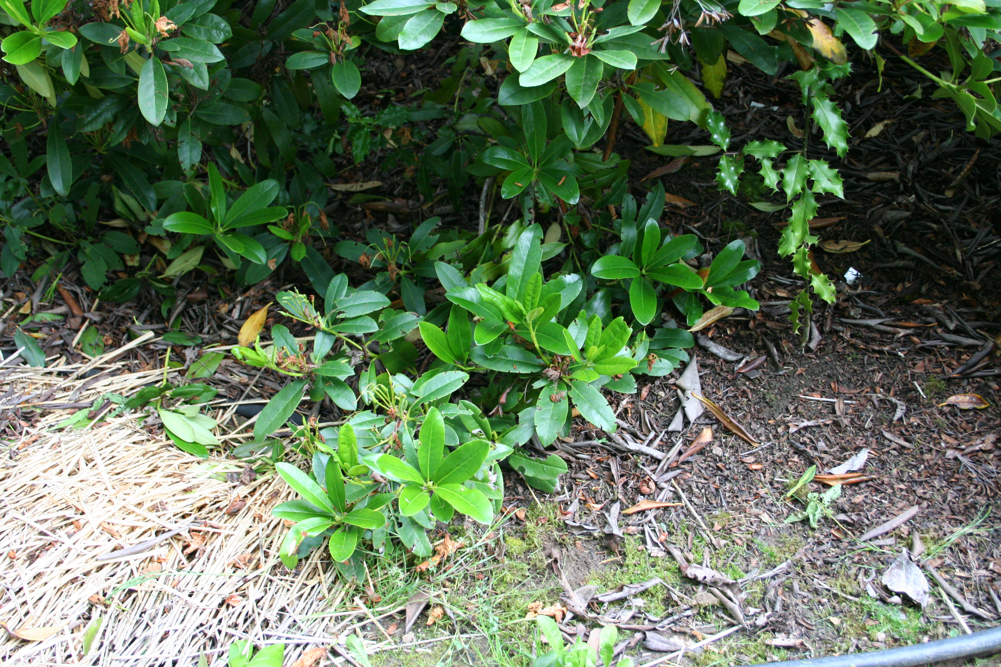 Rhodies Growing on Ground