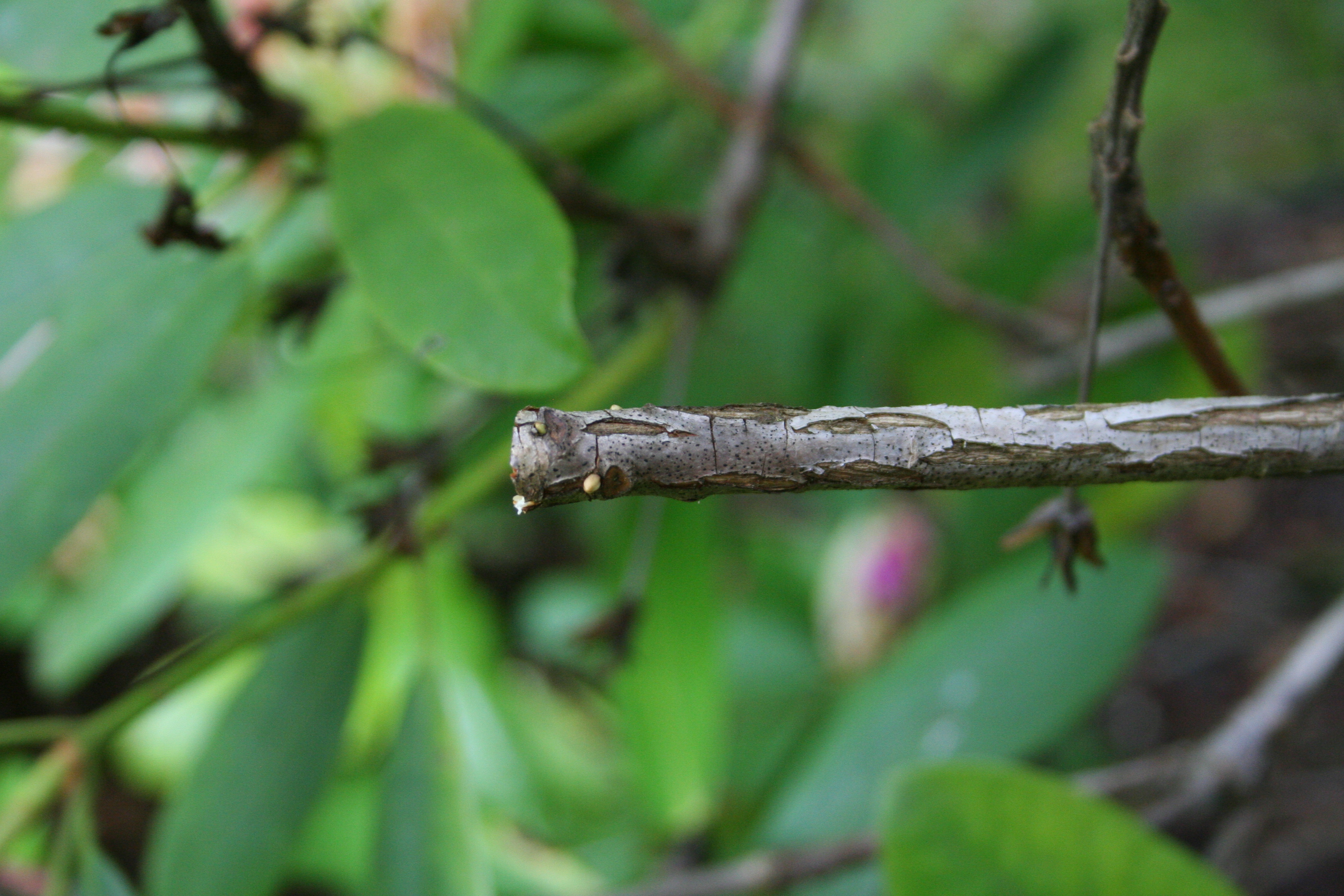 Rhodie Growth Bud