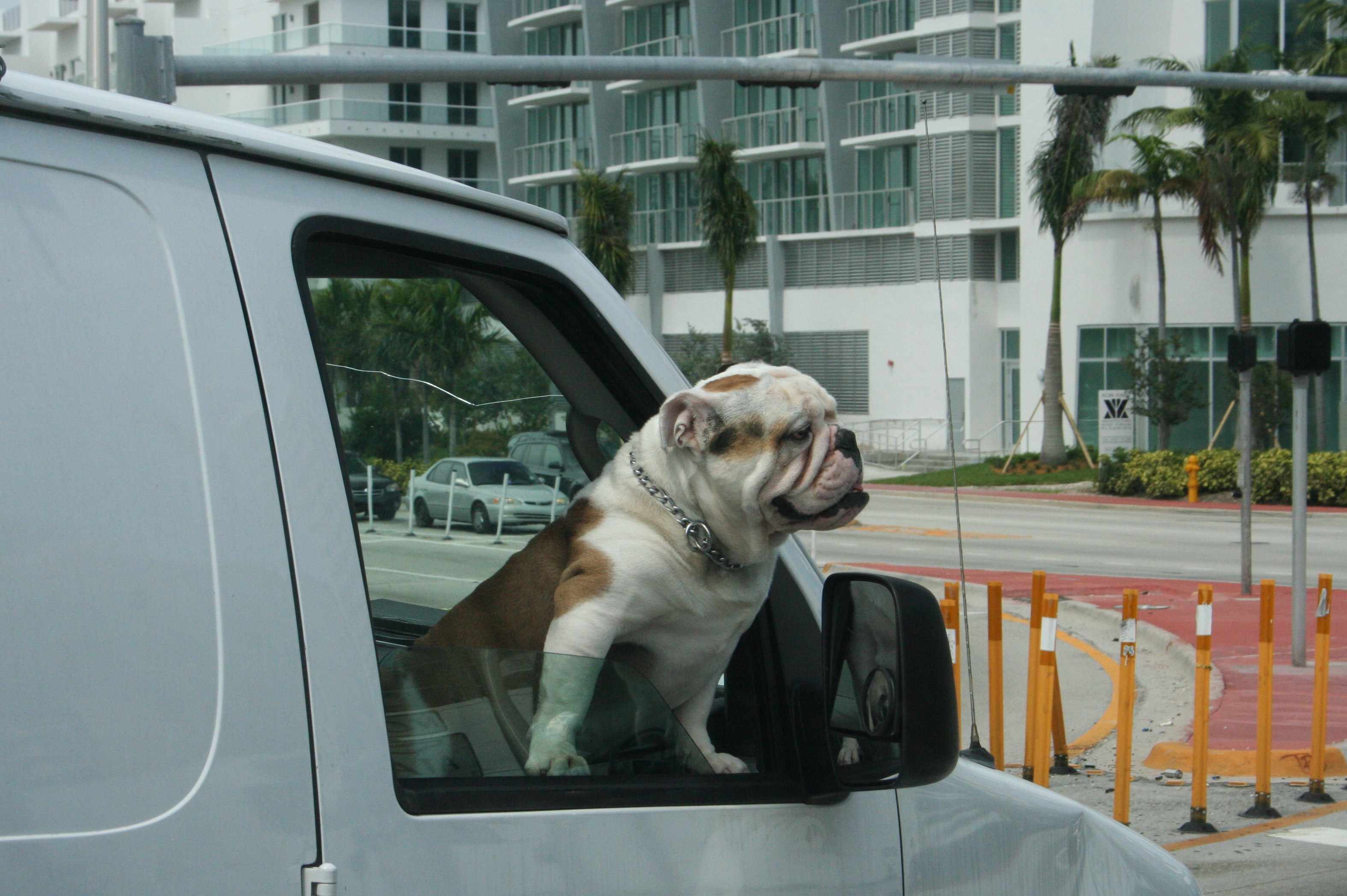 Bulldog Car