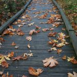 Fall Leaves on Walkway