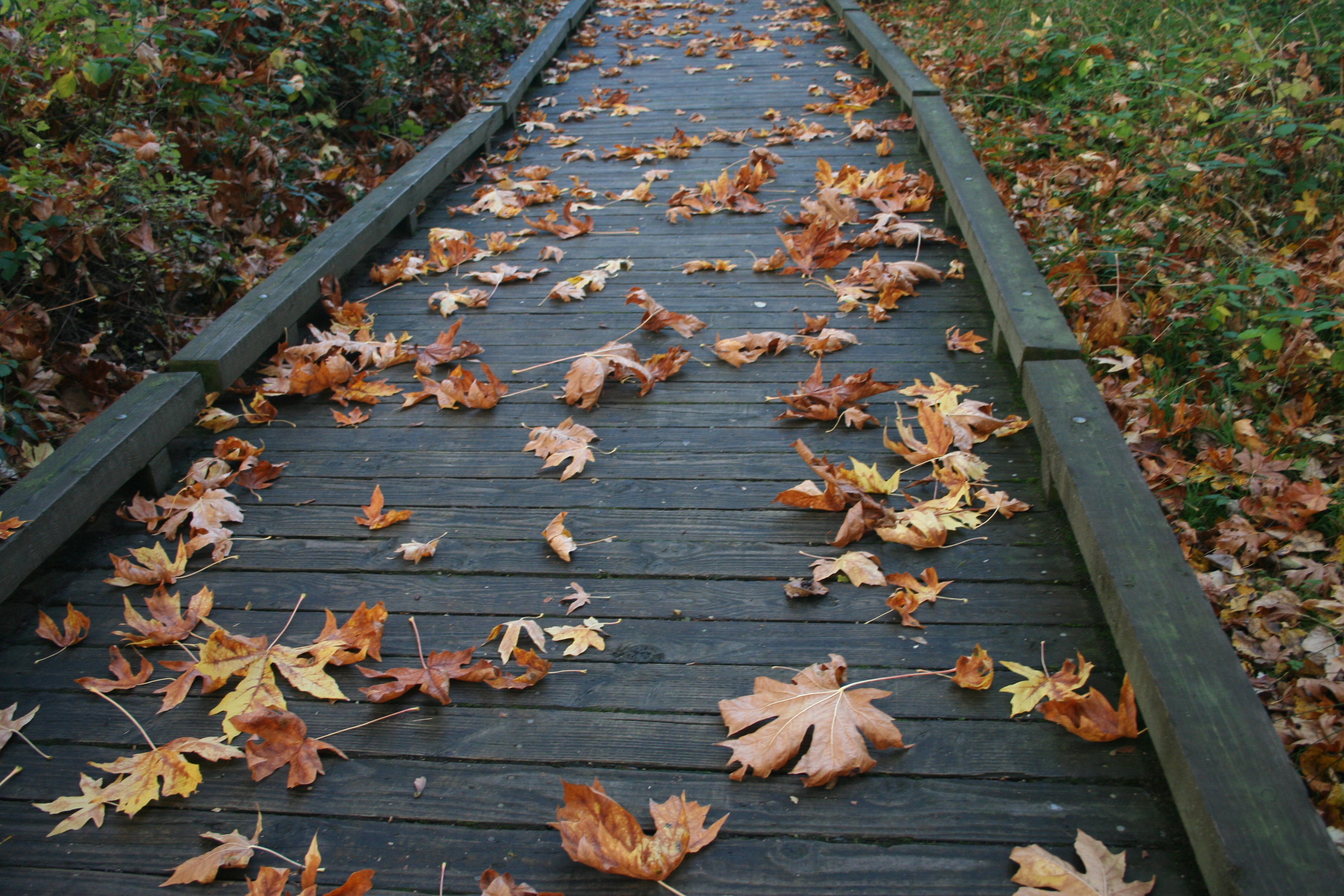 Fall Leaves on Walkway