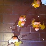 Eggs on Floor