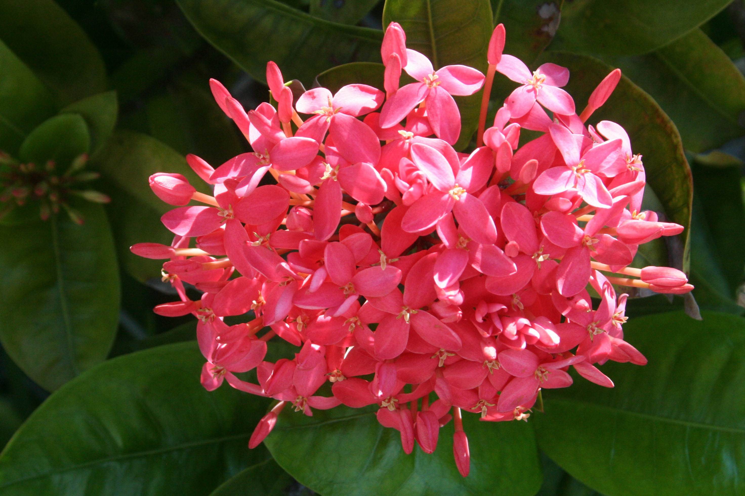 Beaches Flowers Bird 2 088