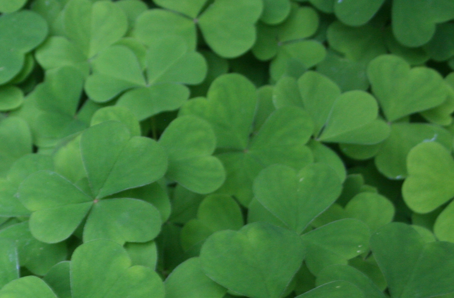 6a00e550081576883401310faae323970c.jpg_2