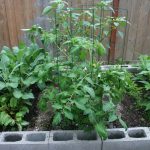 Garden in Aug Side View