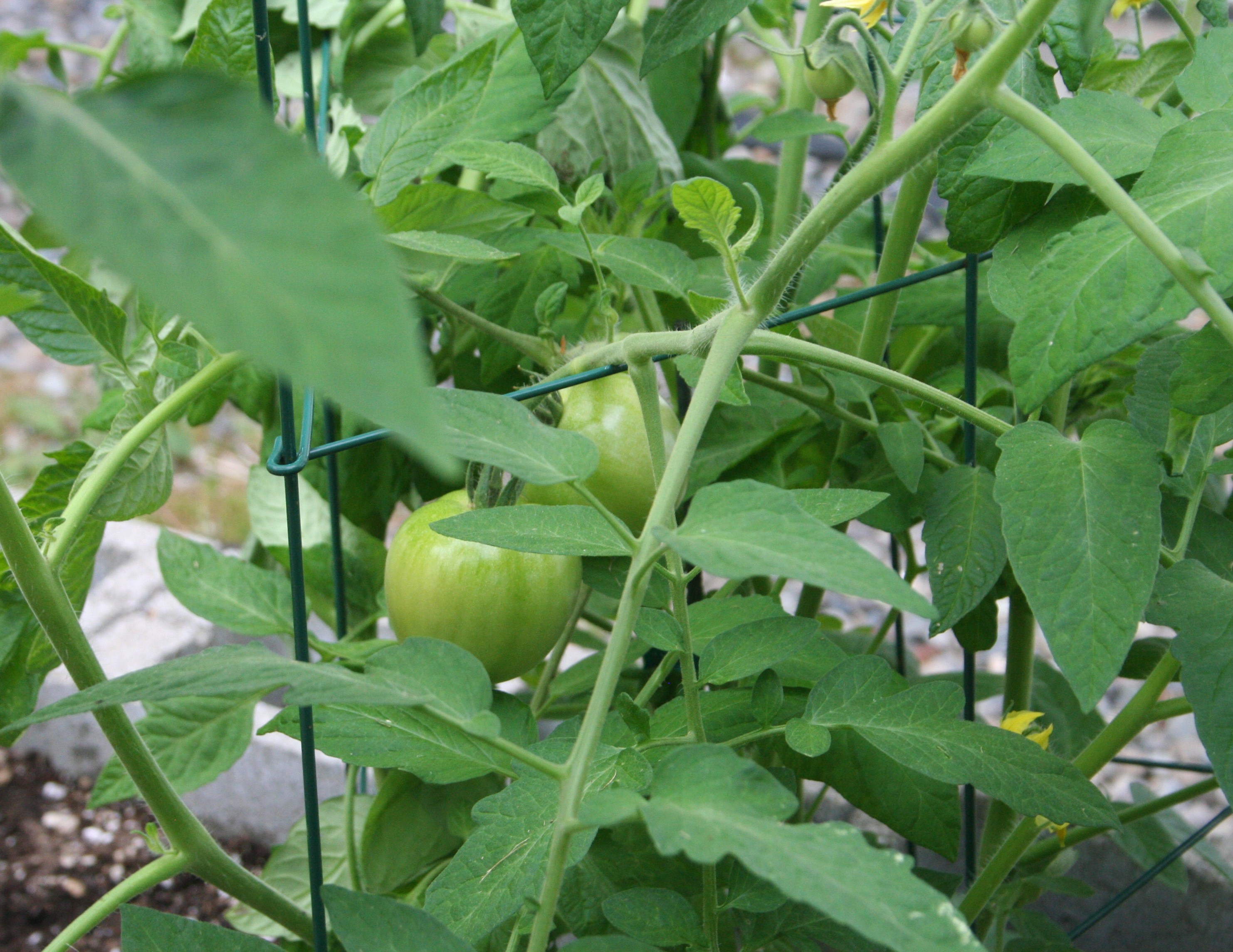 Tomatoes Green Early Girl Cropped