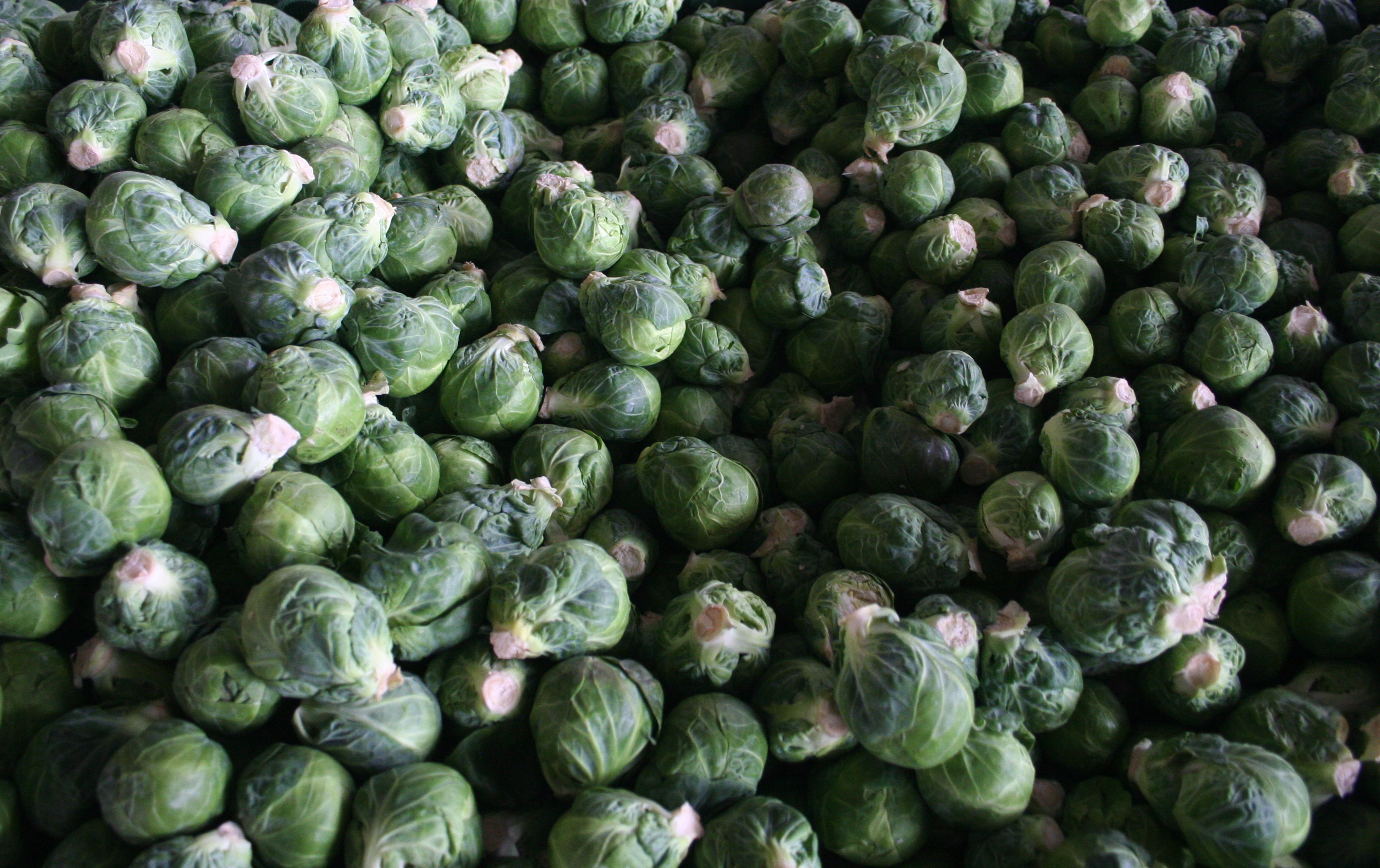 Brussels Sprouts