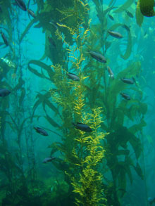 Seaweed1