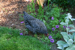 Chicken_in_Flower_Bed_RZ[1]