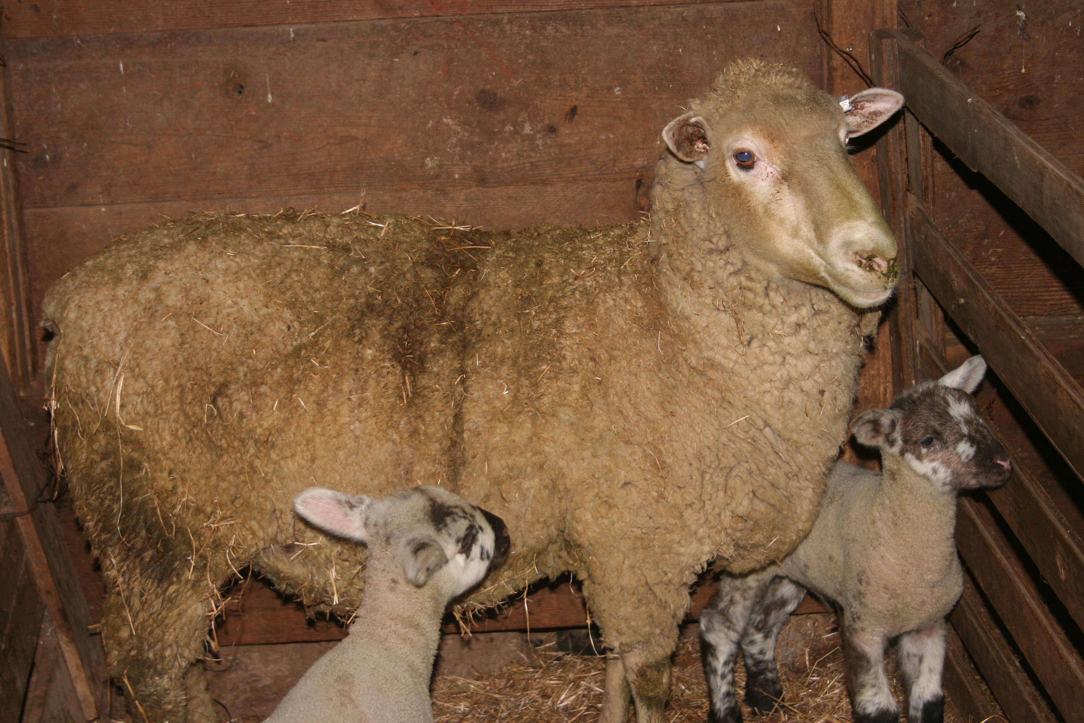 Sheep and Twins Beckys