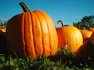 Halloween_pumpkins