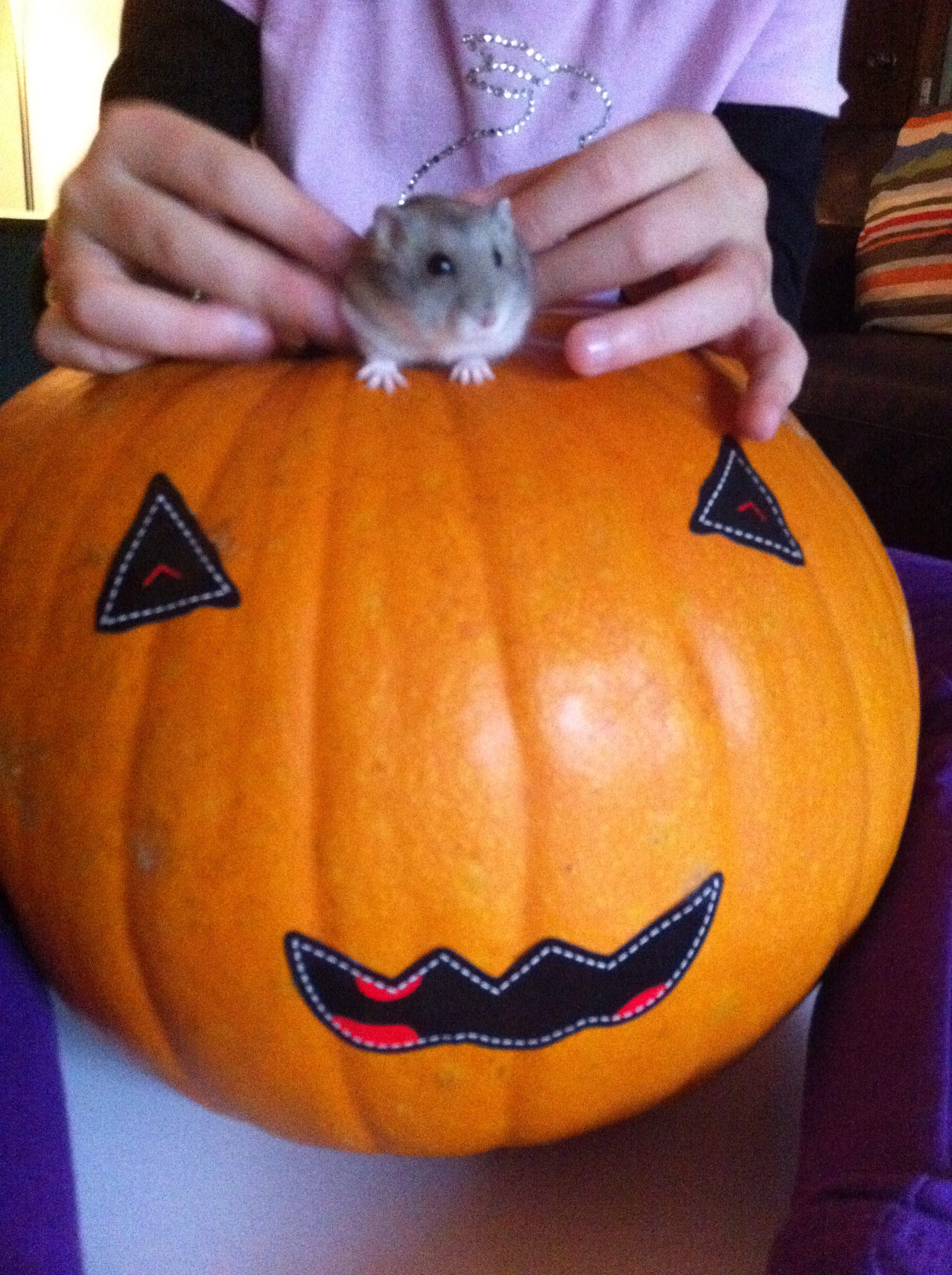 Hampster and Pumpkin