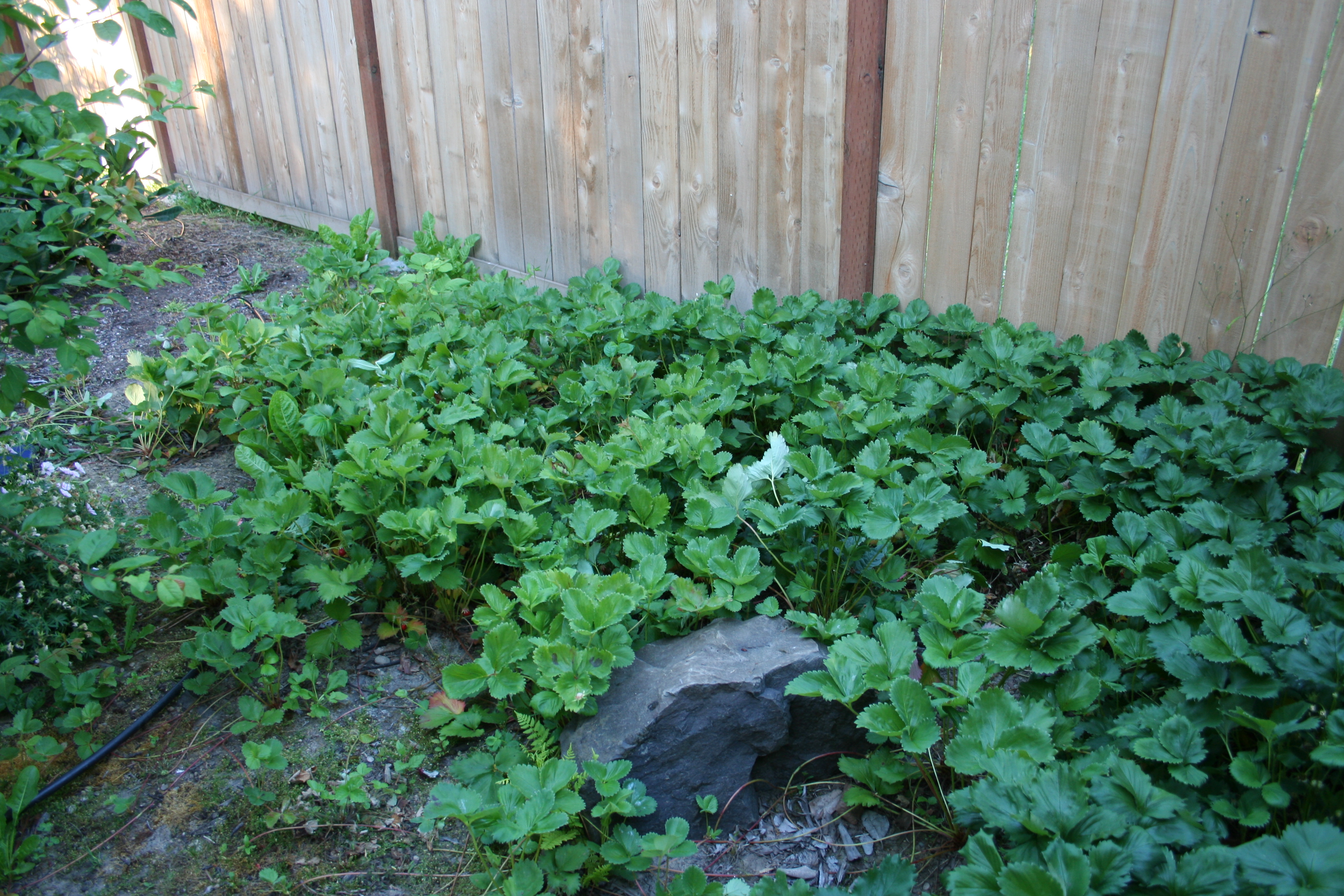 Strawberry Patch