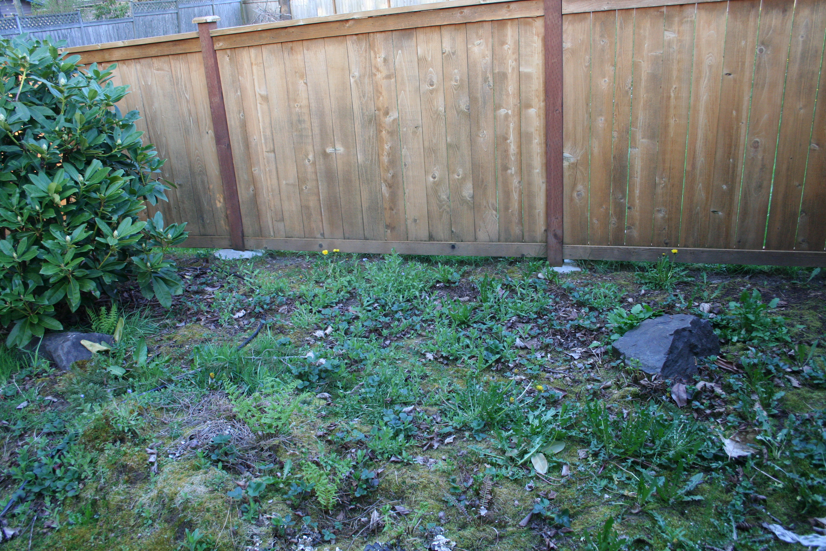 Weeds in Strawberry Patch