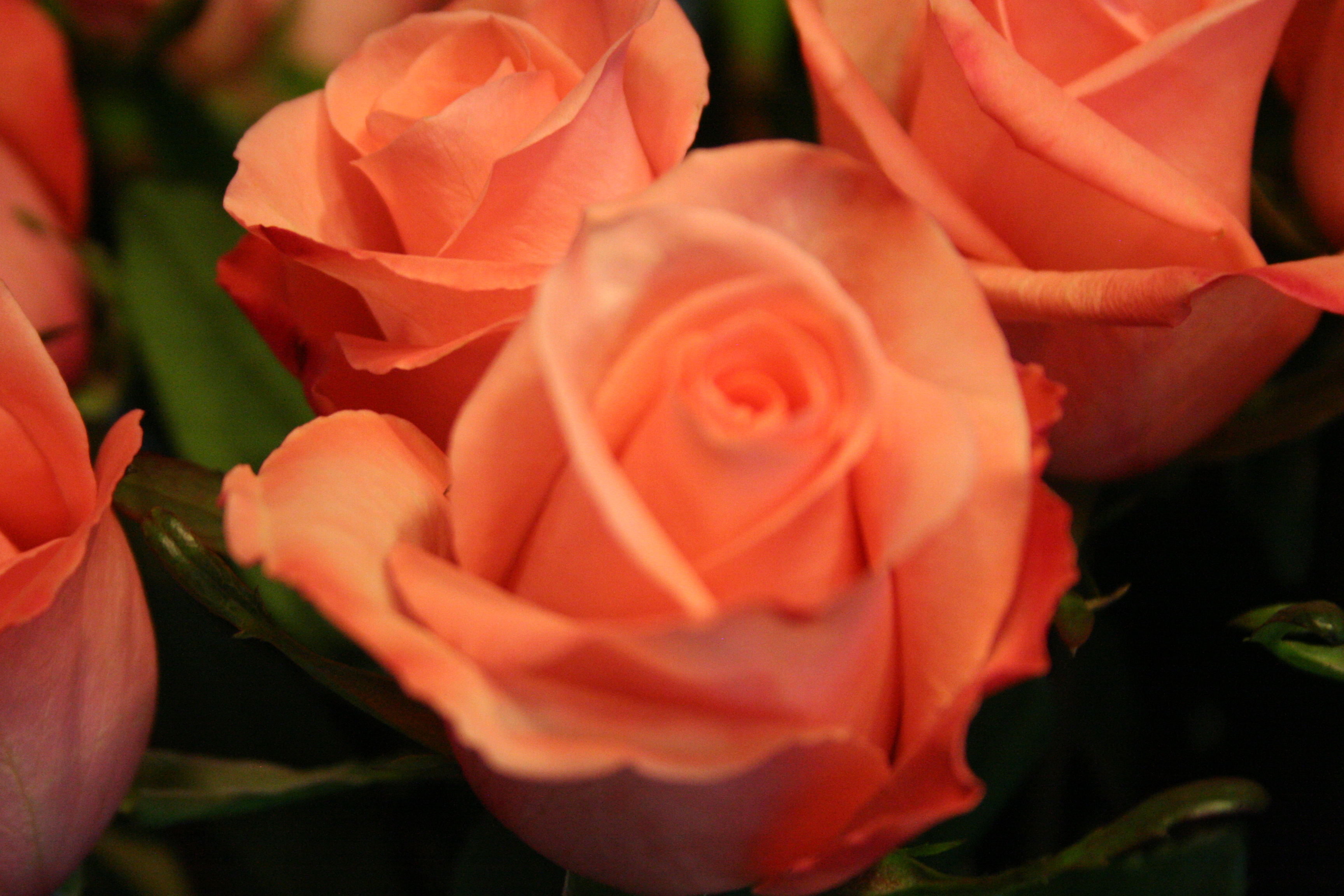 Roses Orange