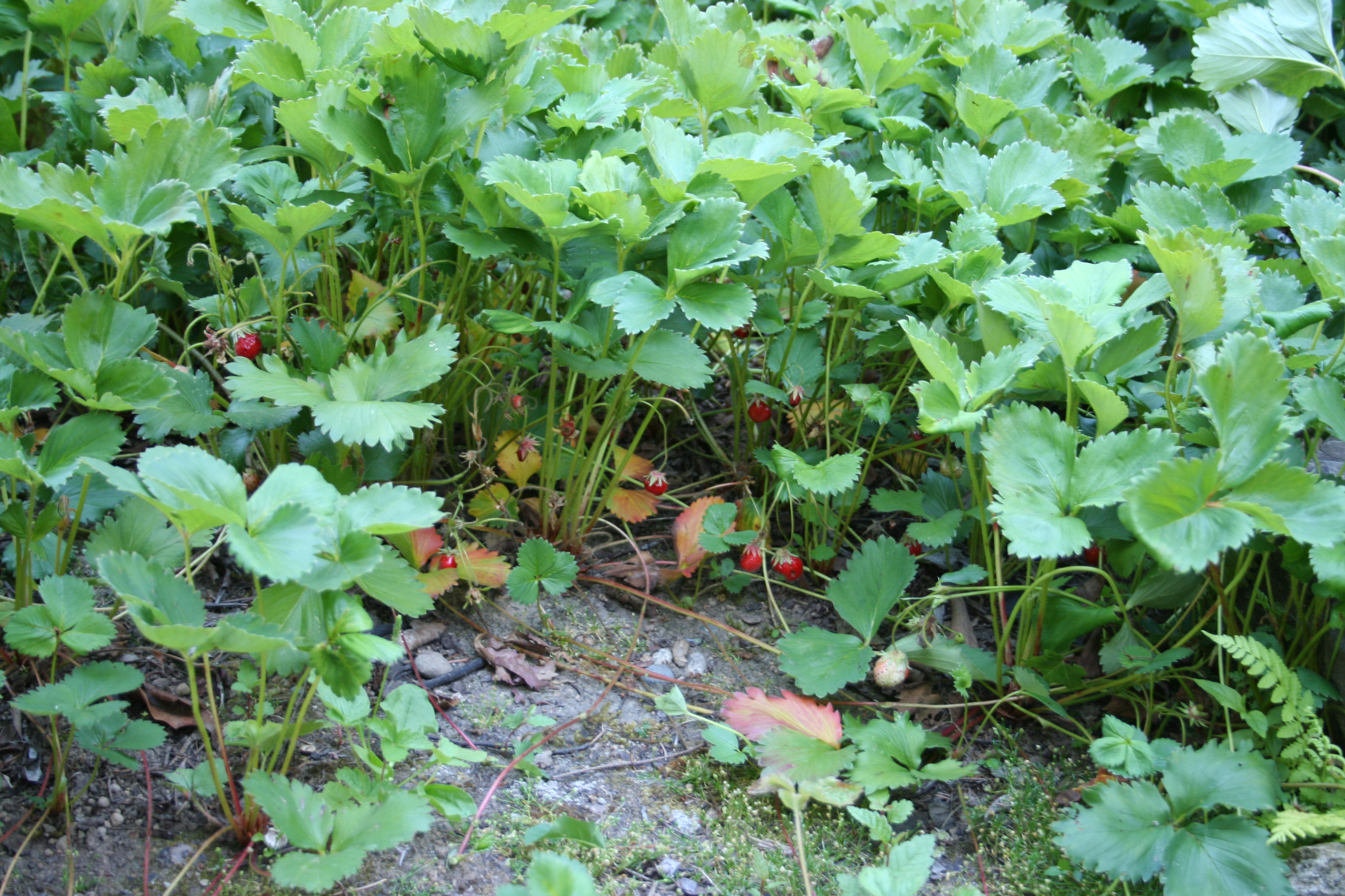 Strawberry Patch With Berries