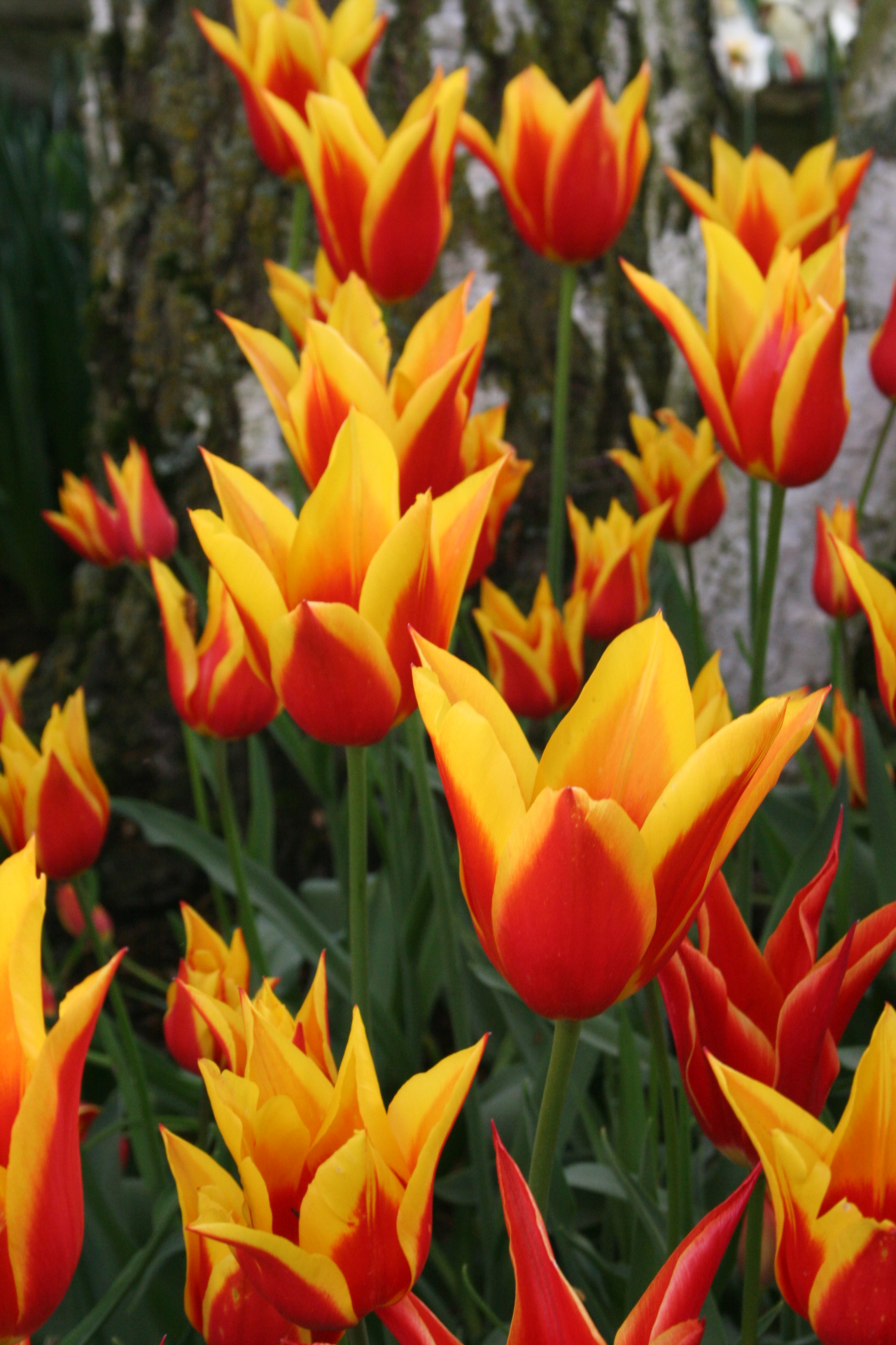 Tulips Orange Big