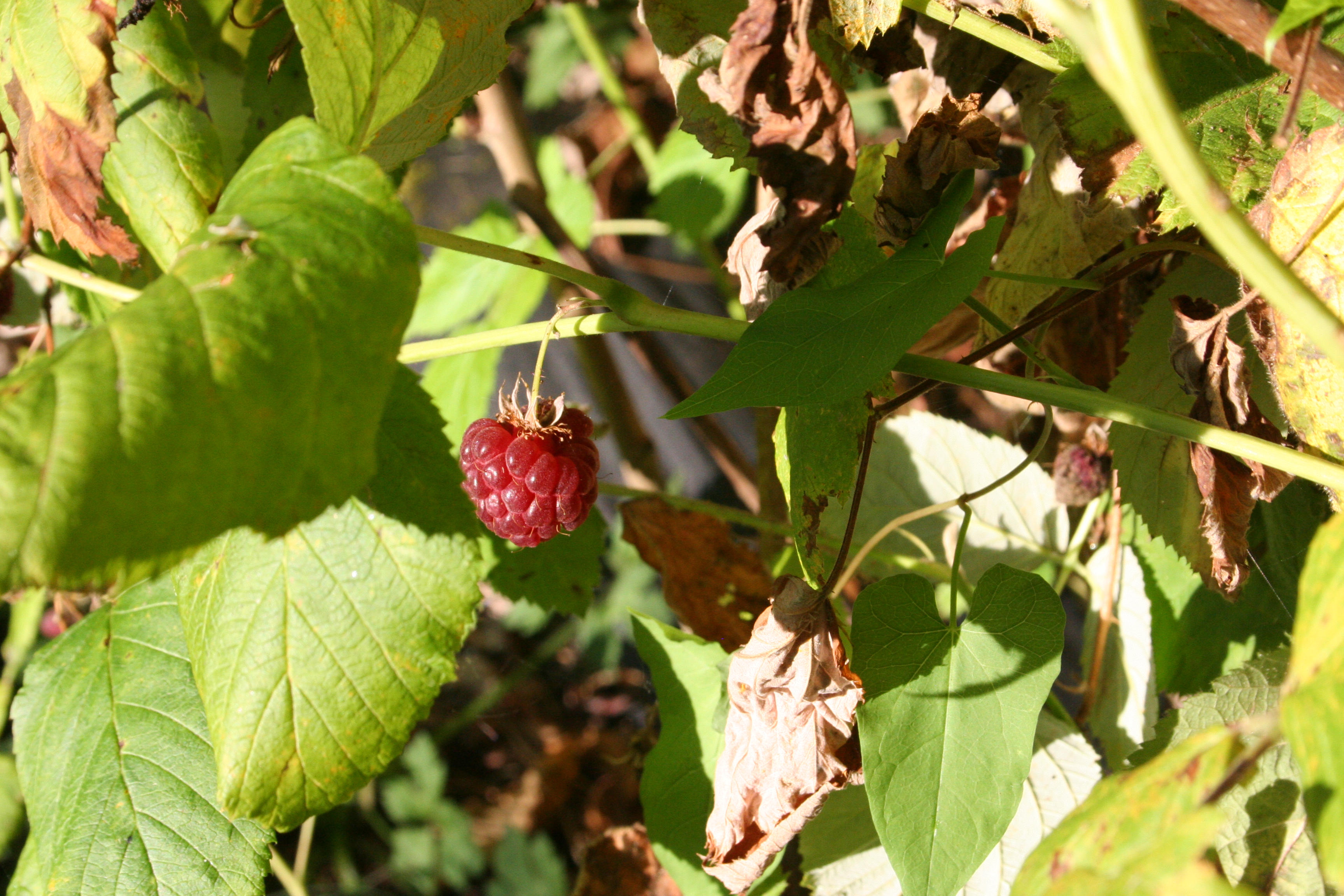 Raspberries 2